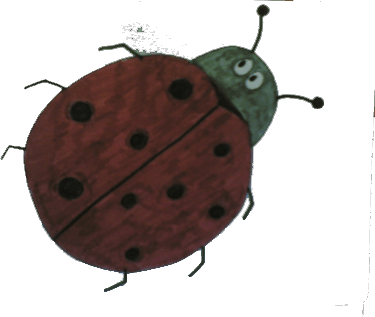 coccinella